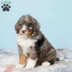 Benson, Mini Bernedoodle Puppy